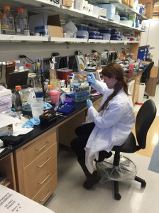 Image 1 - Brittany Simpson pipettes a few microliters of broth-cultured S. aureus into a microcentrifuge tube in preparation for making diluted solutions of bacteria. 